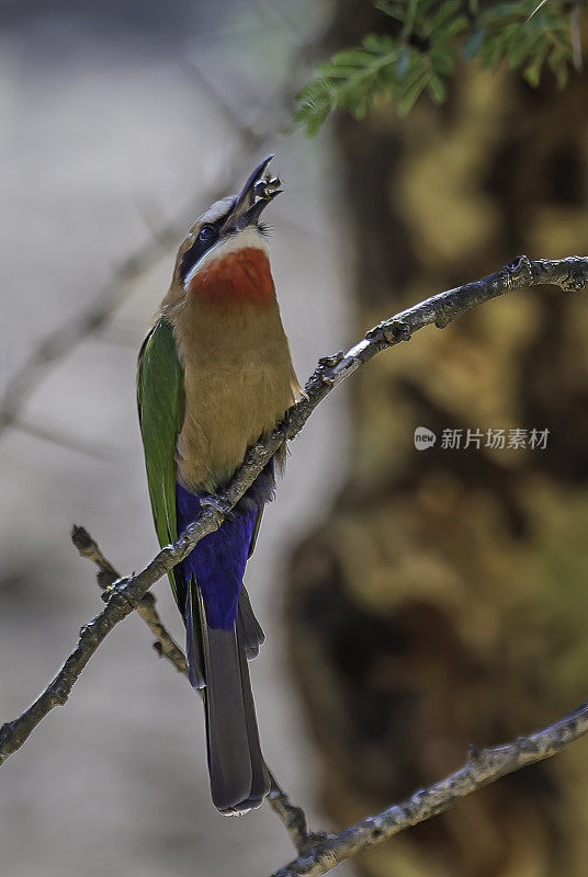 白额食蜂鸟(Merops bullockoides)是广泛分布于亚赤道非洲的一种食蜂鸟。纳库鲁湖国家公园，肯尼亚。有一只蜜蜂。